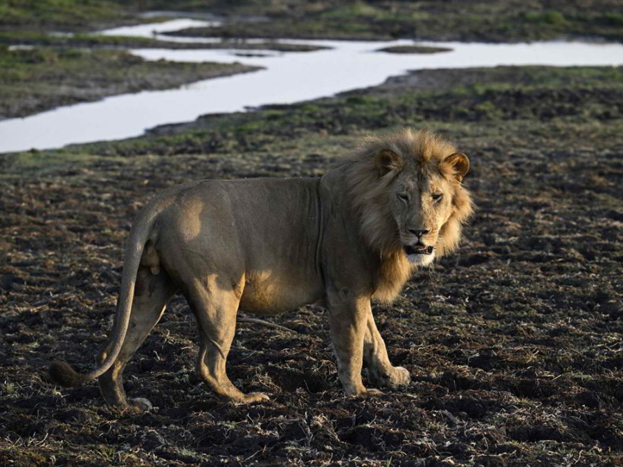 Leeuwen Kafue