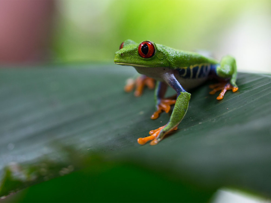 Dieren Tortuguero