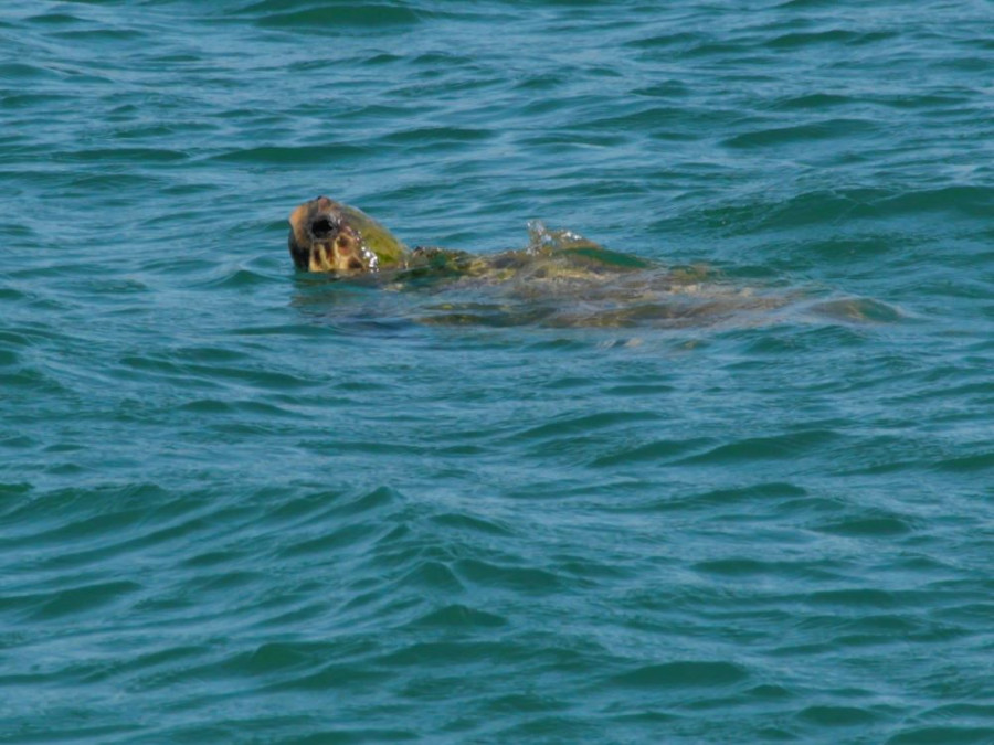 Zeeschildpad Kefalonia