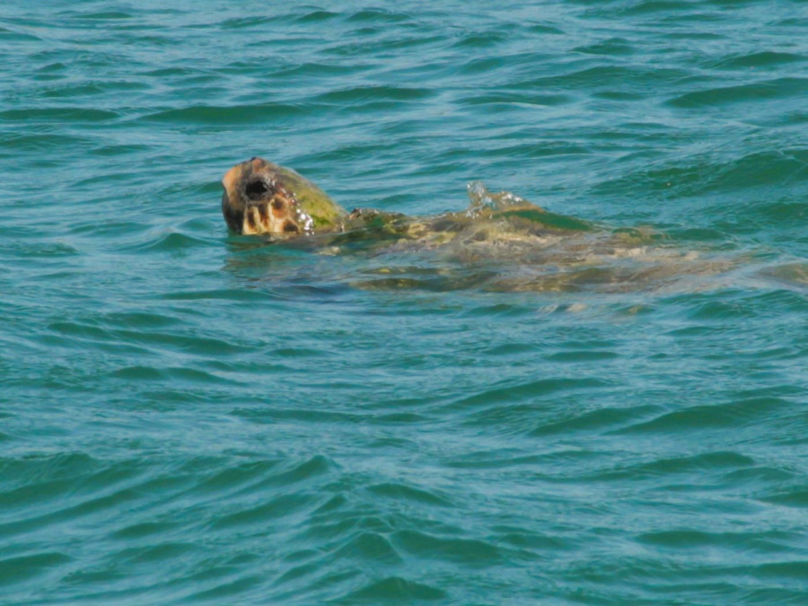 Schildpad Kefalonia