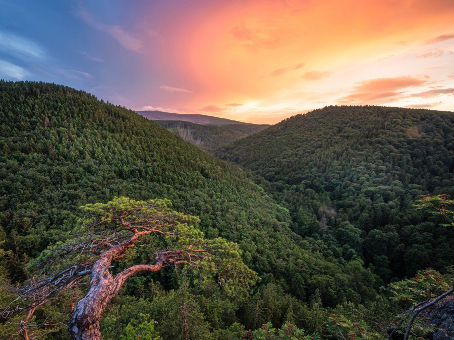 Bosgebied de Harz