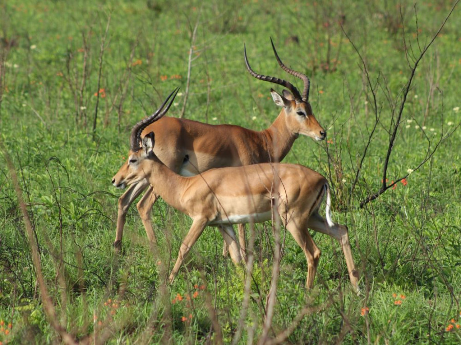 Impala Kenia