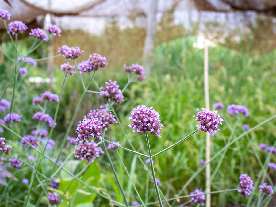 Bloemen Jura