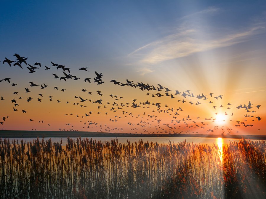 Deense Waddenzee Deense Waddenzee