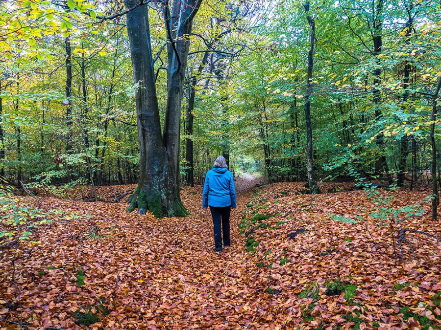 Kuieren in het Rijsterbos Kuieren in het Rijsterbos