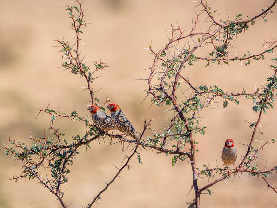 Vogels in Kgalagadi