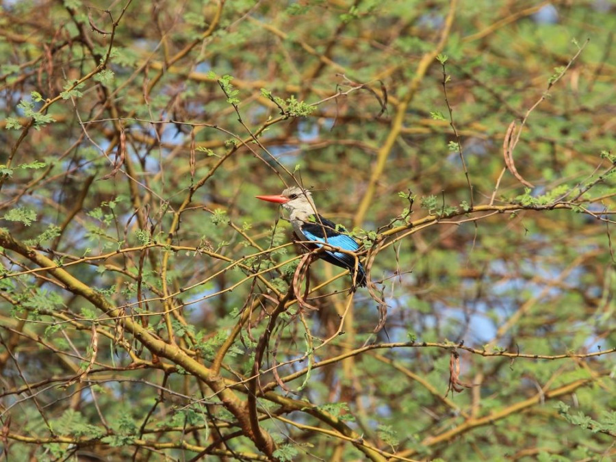 IJsvogel Afrika