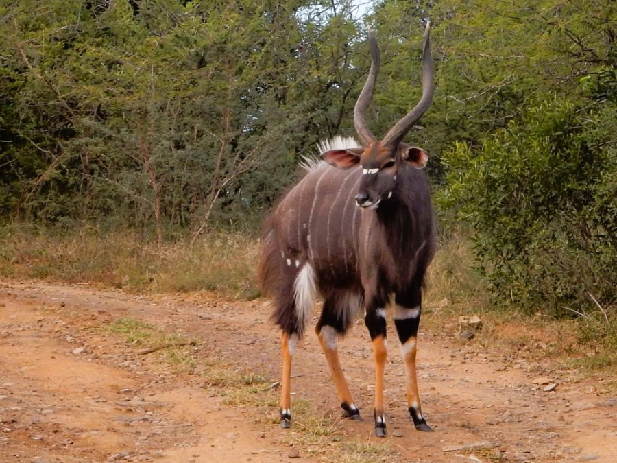 Nyala