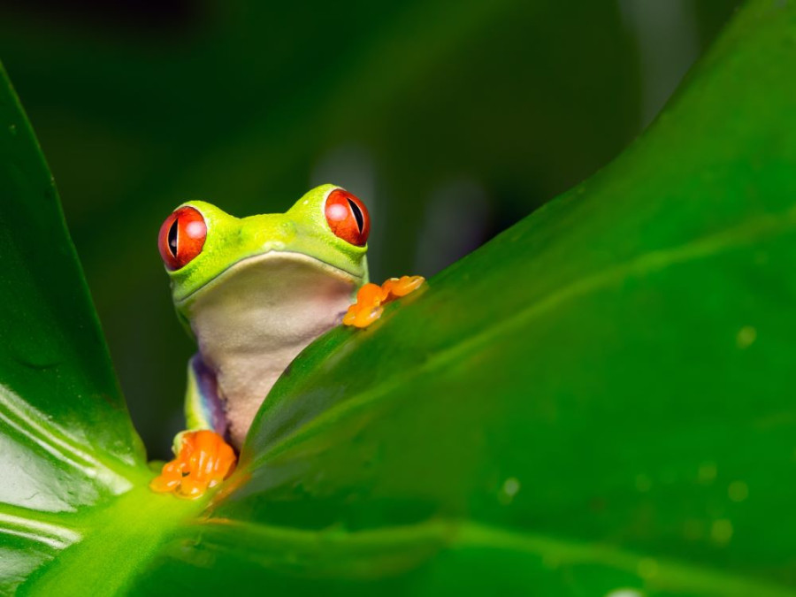 Costa Rica mooiste plekken