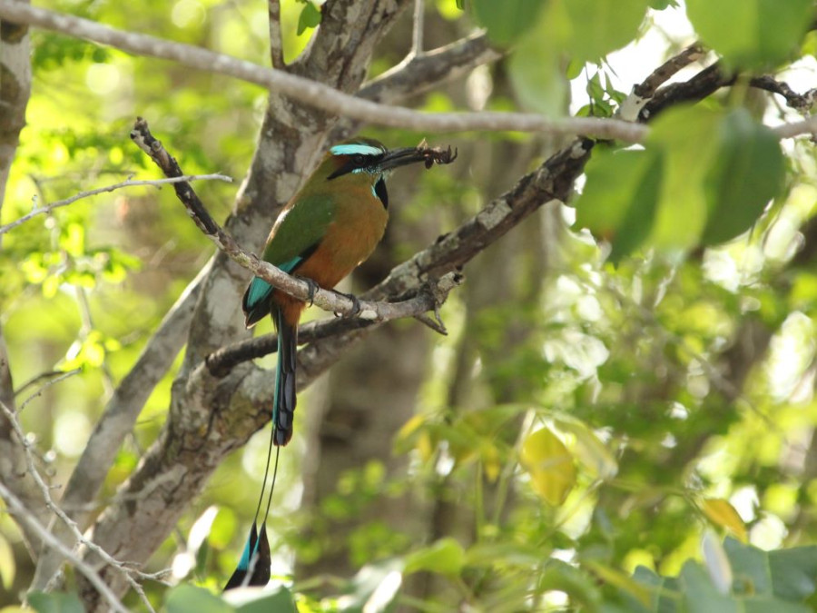 Jungle in Mexico