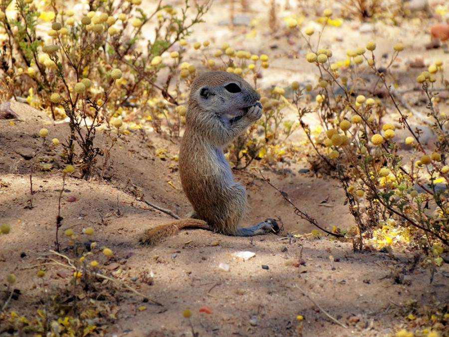 Wildlife Phoenix