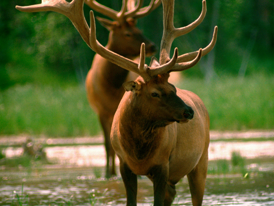 Wapiti in Jasper