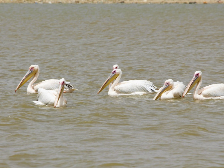 Pelikanen Senegal