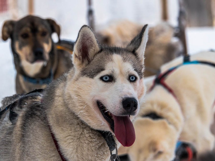 Husky in Posio Husky in Posio