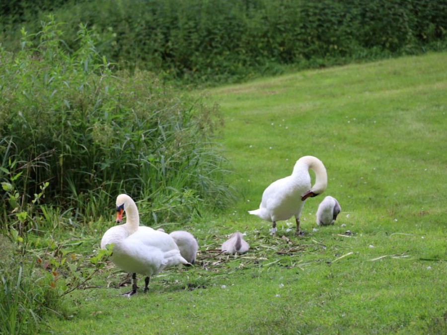 Zwanen in het Zoniënwoud