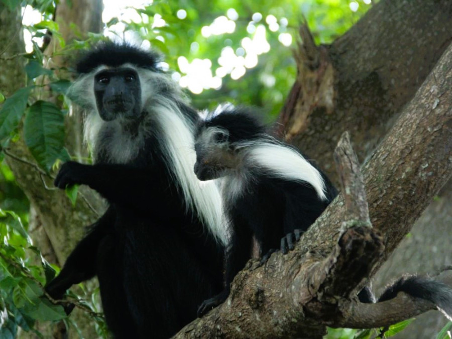 Colobus monkeys