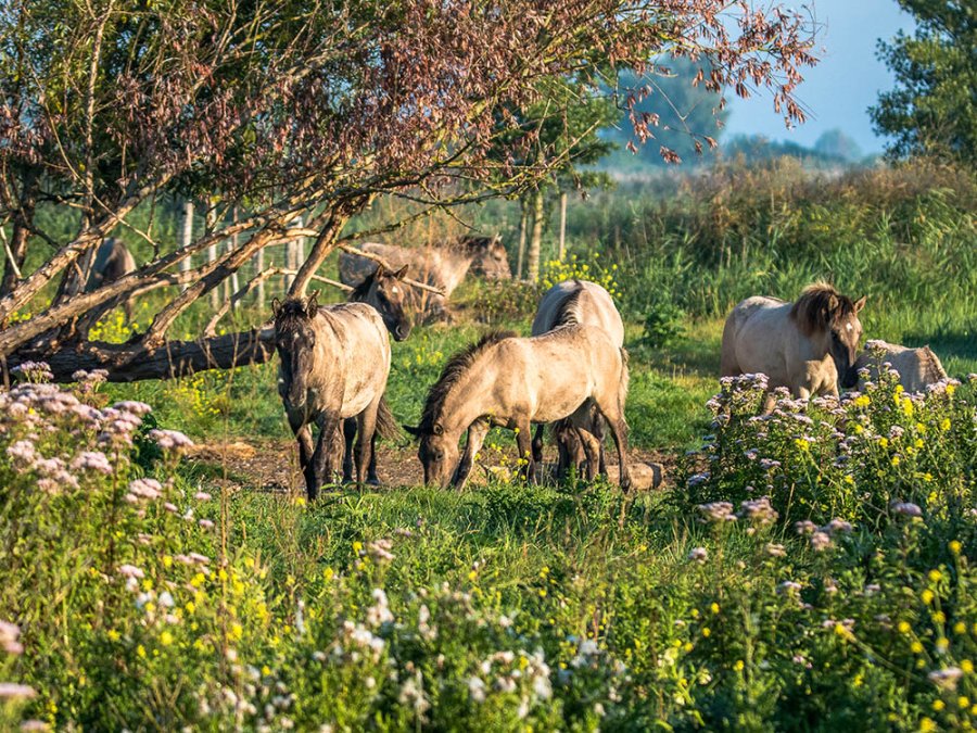 Grote grazers Grote grazers