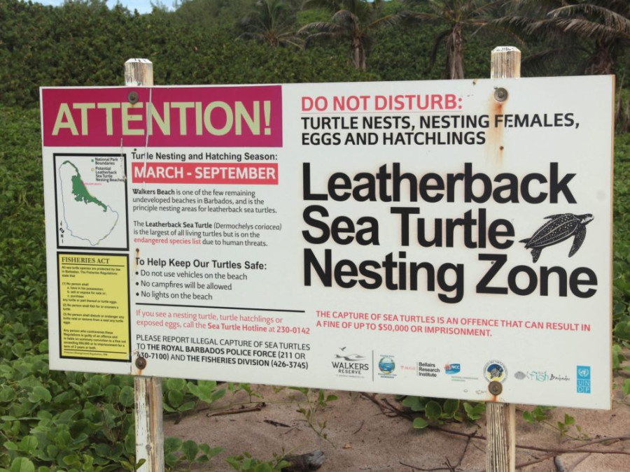 Leatherback nestling zone