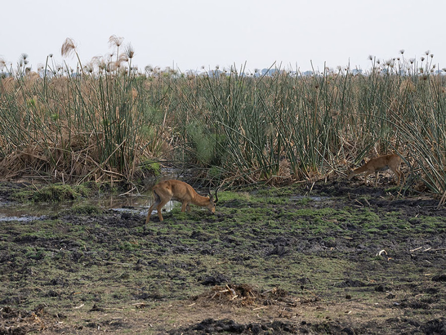 Landschap Kafue NP