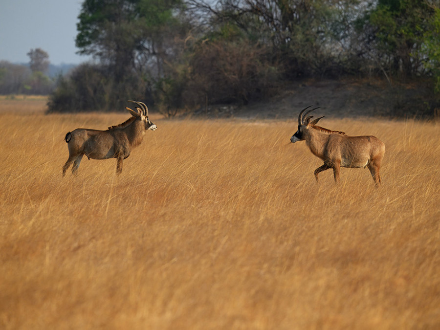 Wildlife Kafue NP