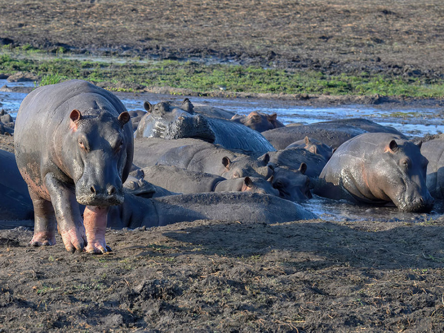 Dieren in Kafue National Park