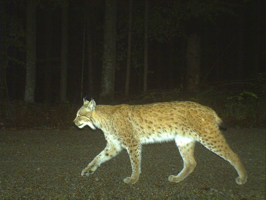 Lynx Beierse Woud