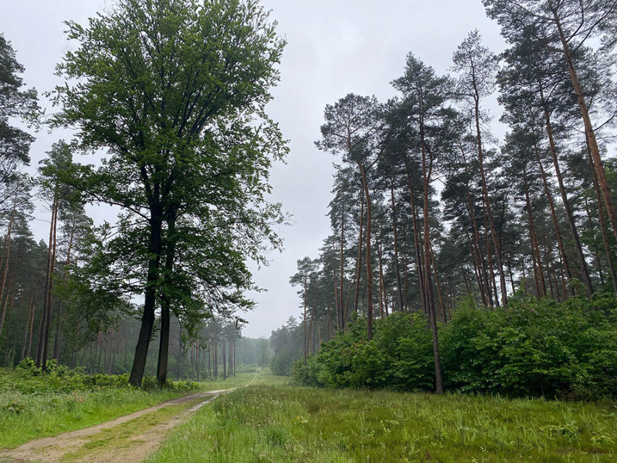 Heverleebos en Meerdaalwoud