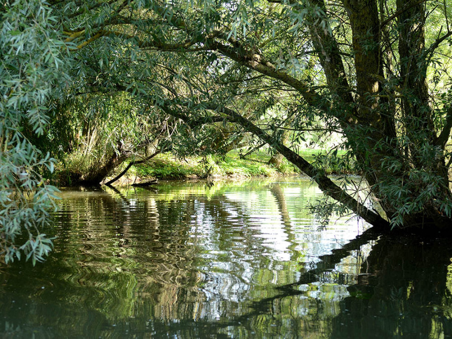 Moerassen van Audomarois