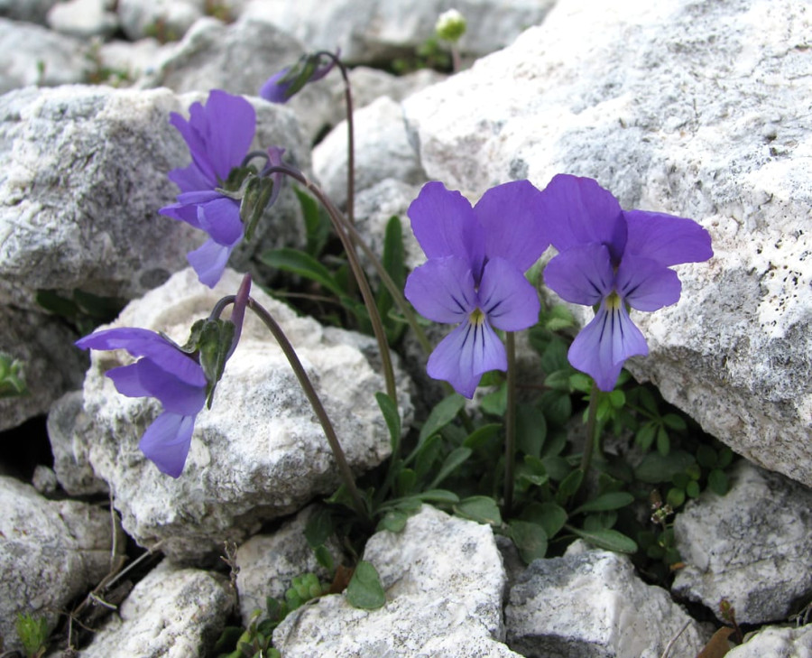 viooltje Kefalonia