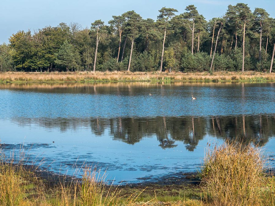 Kogelvangersven Kogelvangersven