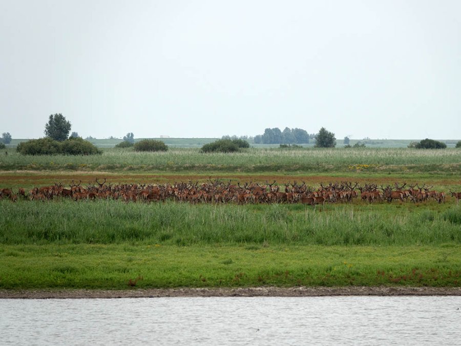 Edelherten Oostvaardersplassen Edelherten Oostvaardersplassen