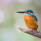 Afbeelding voor Oostvaardersplassen