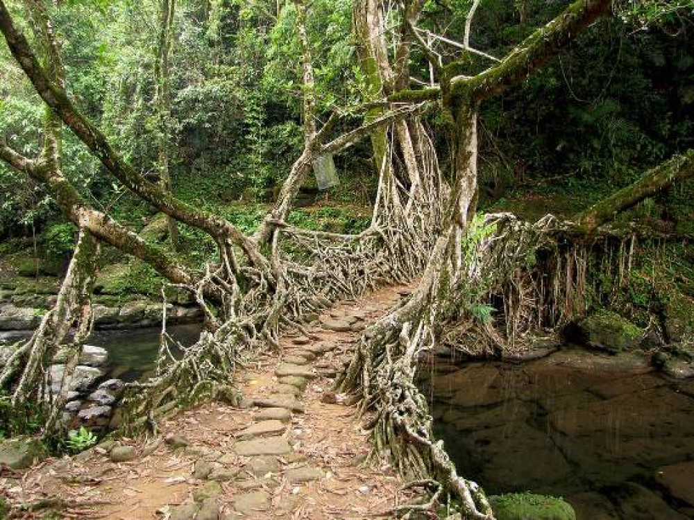 Levende Bruggen In India Bezoek Cherrapunji   Activiteit 1464701401 