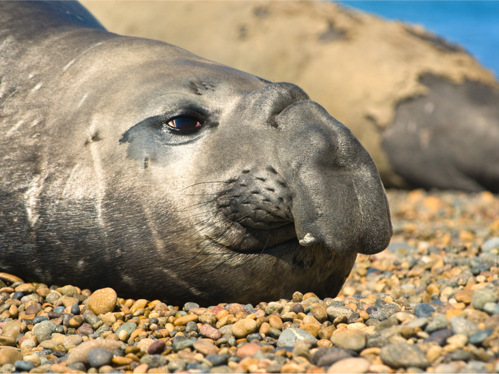 Peninsula Valdes in Argentinie | Dieren en bezienswaardigheden