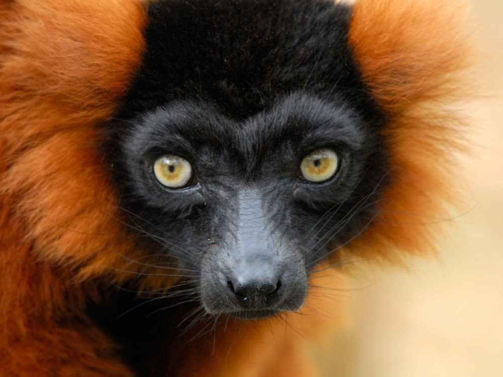 Natuur Madagaskar Reistips mooiste gebieden in Madagaskar