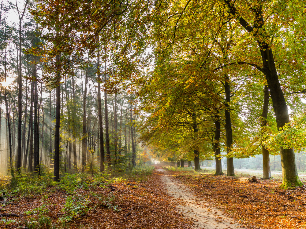 Natuur In Gelderland | 9x Mooiste Plekken In De Provincie