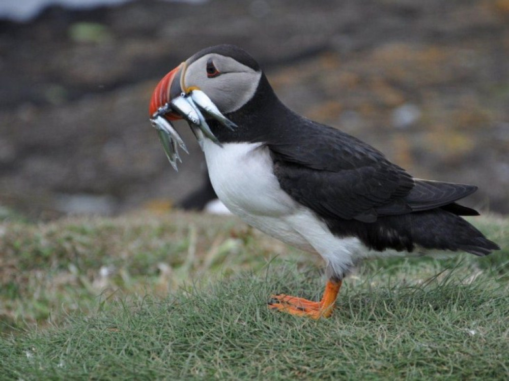 Faroer eilanden natuur Tips voor een reis naar de Far er