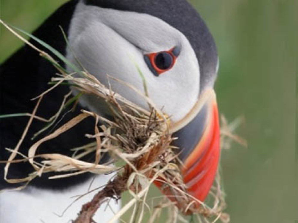 Faroer eilanden natuur Tips voor een reis naar de Far er