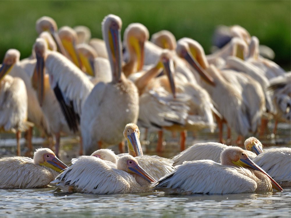 natron lake tanzania youtube