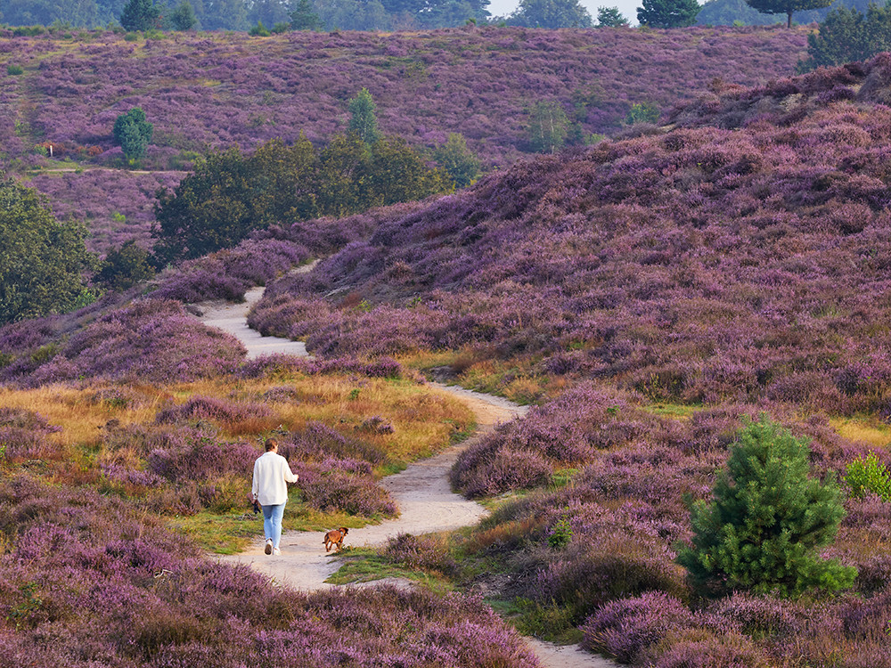 Wandelen Op De Veluwe | Tips Voor 13 Leuke Routes