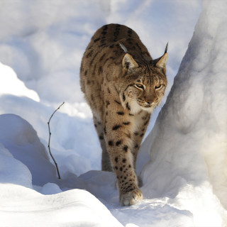 Afbeelding voor Winter in de Harz