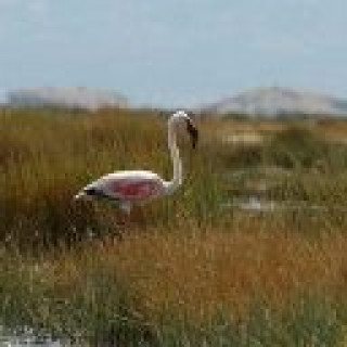 lake natron tanzania youtub