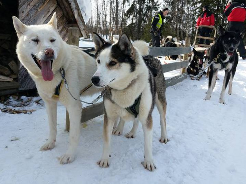 Wegenbouwproces Terugroepen Atlas Huskytochten | Hondensleetocht in Lapland, Finland of Noorwegen
