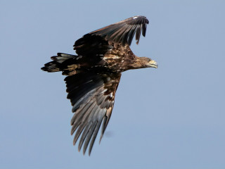 Afbeelding voor Vogels in Zeeland